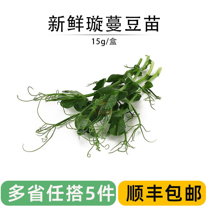 新鲜璇蔓豆苗西餐冷艺蛋糕摆盘装饰芽苗沙拉素食水培豌豆苗龙须苗