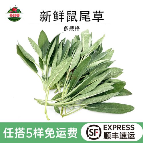 新鲜鼠尾草提香香料调味食用叶子