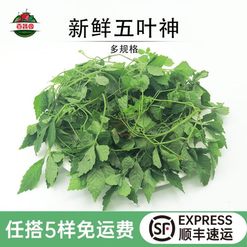 五叶神新鲜五叶参绞股蓝七叶胆福音草农家乐农庄煲汤食材食用野菜 - 封面