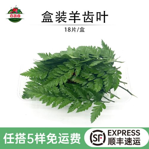 新鲜羊齿叶芒叶烘焙蛋糕装饰花草