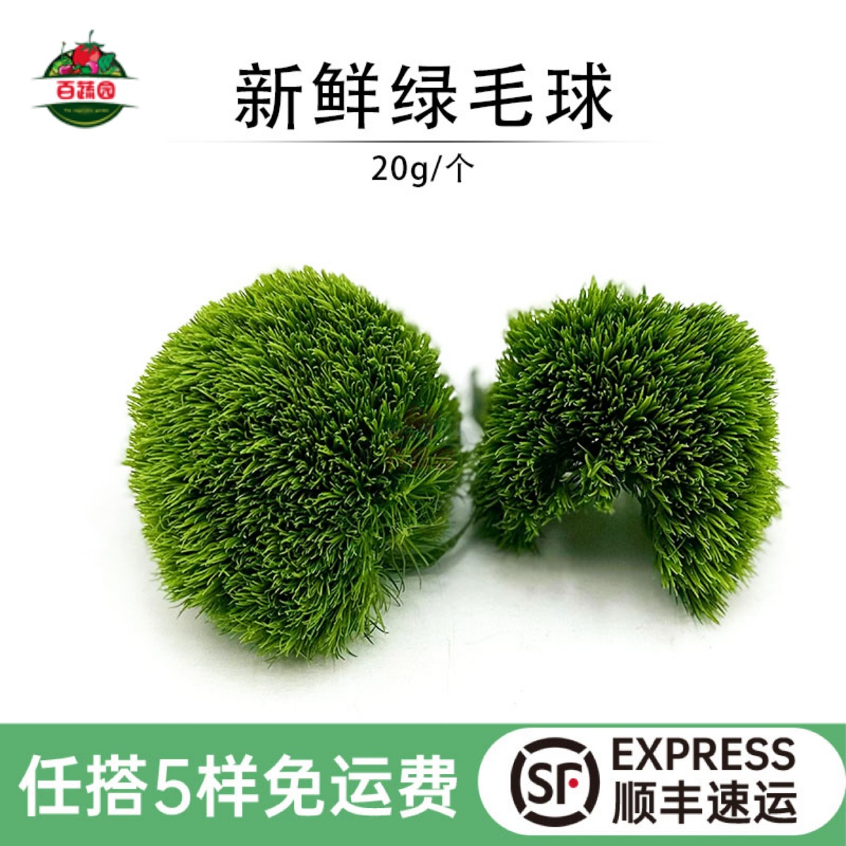 新鲜绿毛球西餐摆盘装饰点缀花球