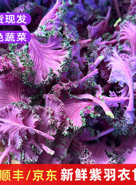 新鲜紫色羽衣甘蓝叶牡丹西餐厅摆盘装饰叶菜轻食沙拉特色食材包邮