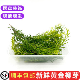 新鲜黄金柳芽黄松酒店西餐日料烘培装饰摆盘点缀花草20支/盒包邮