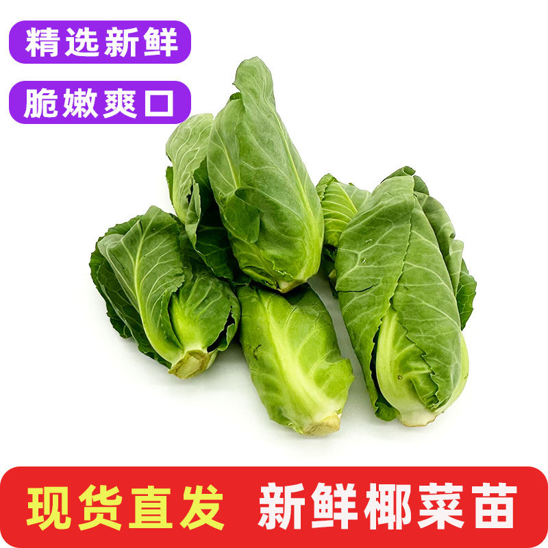 新鲜椰菜苗绿色雪莲苗侧芽娃娃包菜高端酒店饭店特色蔬菜食材包邮,水产肉类/新鲜蔬果/熟食,其它,淘宝优惠券,粉丝福利购,淘宝优惠卷