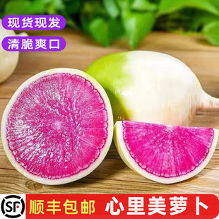 新鲜心里美萝卜农家红心水果紫萝卜清脆榨汁凉拌沙拉蔬菜装饰包邮