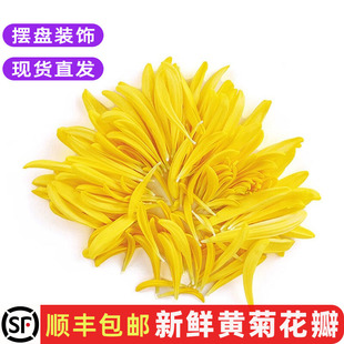 新鲜黄菊花花瓣可食用花酸菜鱼过桥米线装饰西餐摆盘点缀花草包邮
