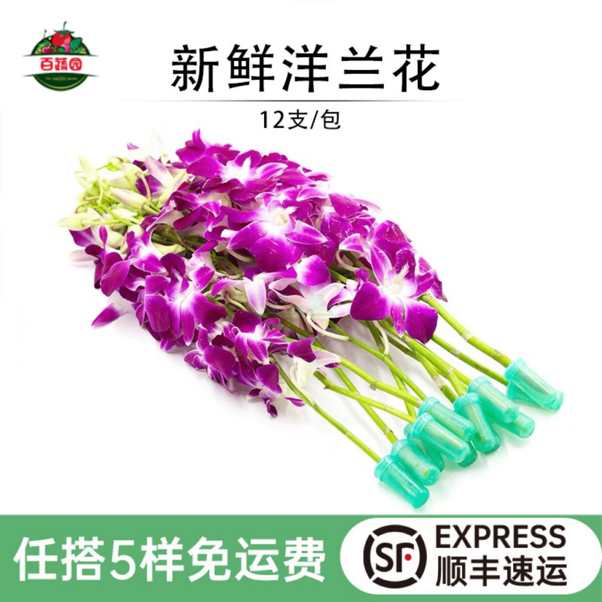 新鲜洋兰花束 紫色石斛兰酒店西餐蛋糕烘焙摆盘装饰点缀花朵12支