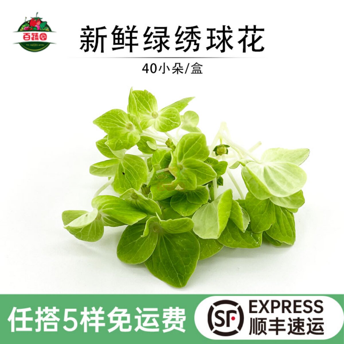 新鲜绣球花绿色花球花朵西餐厅酒店摆盘日料蛋糕装饰点缀花草15g