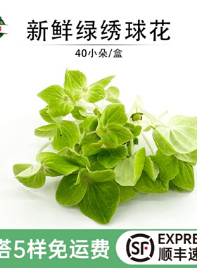 新鲜绣球花绿色花球花朵西餐厅酒店摆盘日料蛋糕装饰点缀花草15g