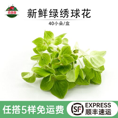 新鲜绣球花绿色花球花朵西餐厅酒店摆盘日料蛋糕装饰点缀花草15g