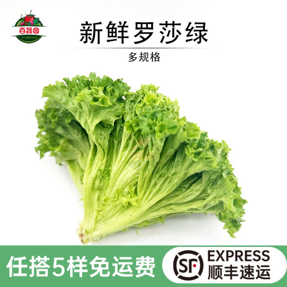 新鲜罗莎绿毛生菜沙拉菜西餐食材