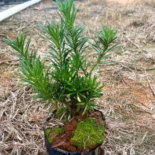 小叶雀舌海岛菊花心罗汉松绿植四季常绿庭院盆栽园艺植物室内好养
