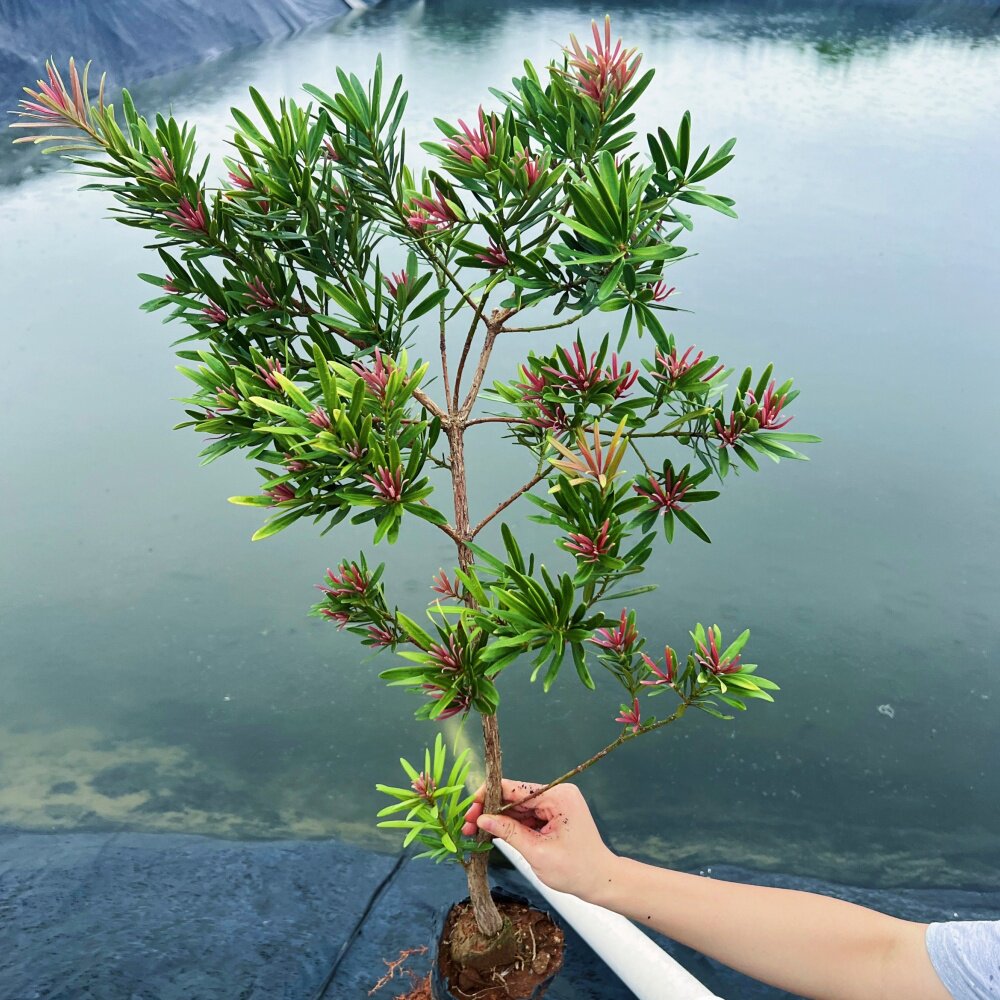 红心红头红芽罗汉松金钻太子妃花卉盆栽盆景菊花心树苗发财绿植物
