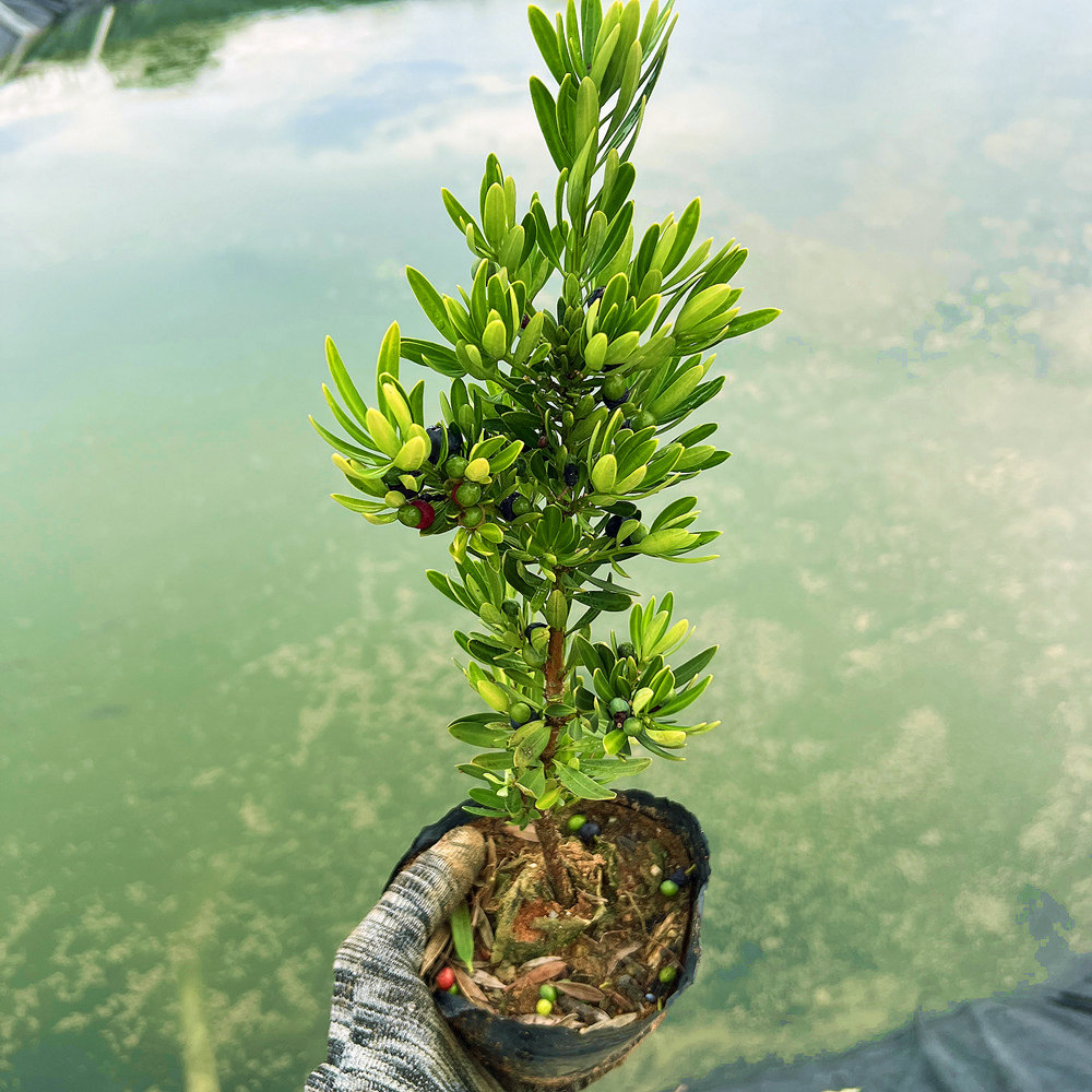 海岛菊花心罗汉松母树四季常绿室内外盆栽绿植园艺造型多肉盆景