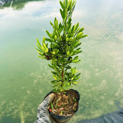 海岛菊花心罗汉松母树四季常绿室内外盆栽绿植园艺造型多肉盆景