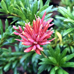 小红帽小叶红宝石红芽罗汉松金彩松绿植素材鲜花卉园盆栽名贵树苗