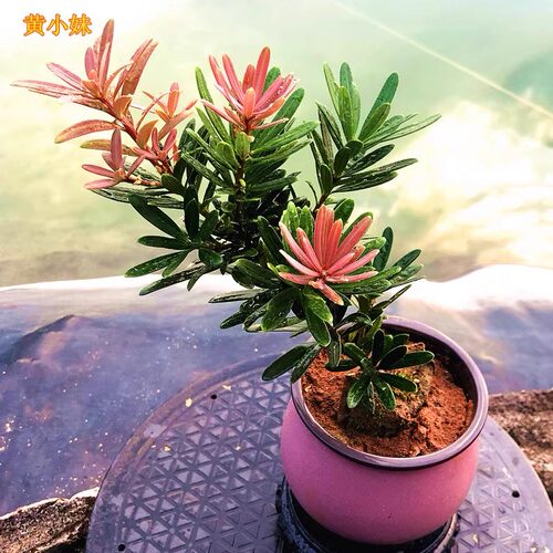 红心红头红芽罗汉松金钻太子妃花卉盆栽盆景菊花心树苗发财绿植物