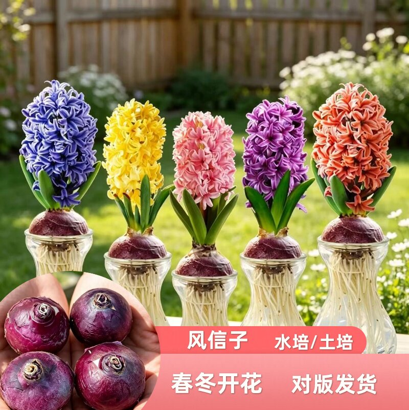 风信子种球懒人花卉盆栽耐寒室内外阳台水培土培进口球根绿植花卉