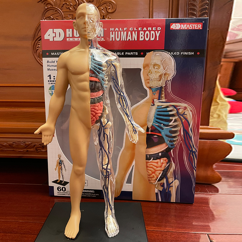 【TOP】 4D MASTER 人体拼装模型 1:6全身透明人骨骼医用教学