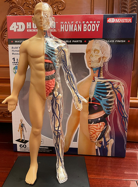 【TOP】 4D MASTER 人体拼装模型 1：6全身透明人骨骼医用教学