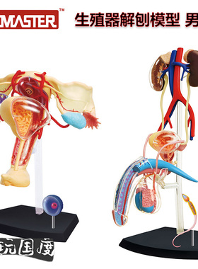 【TOP】4D Master男女性生殖泌尿系统子宫膀胱解剖模型医学院科