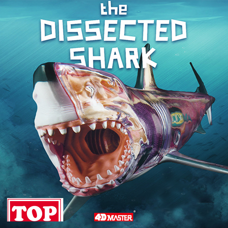 【TOP】4D Master 鲨鱼大白鲨 海豚 杀人鲸拼装 动物模型骨骼解剖