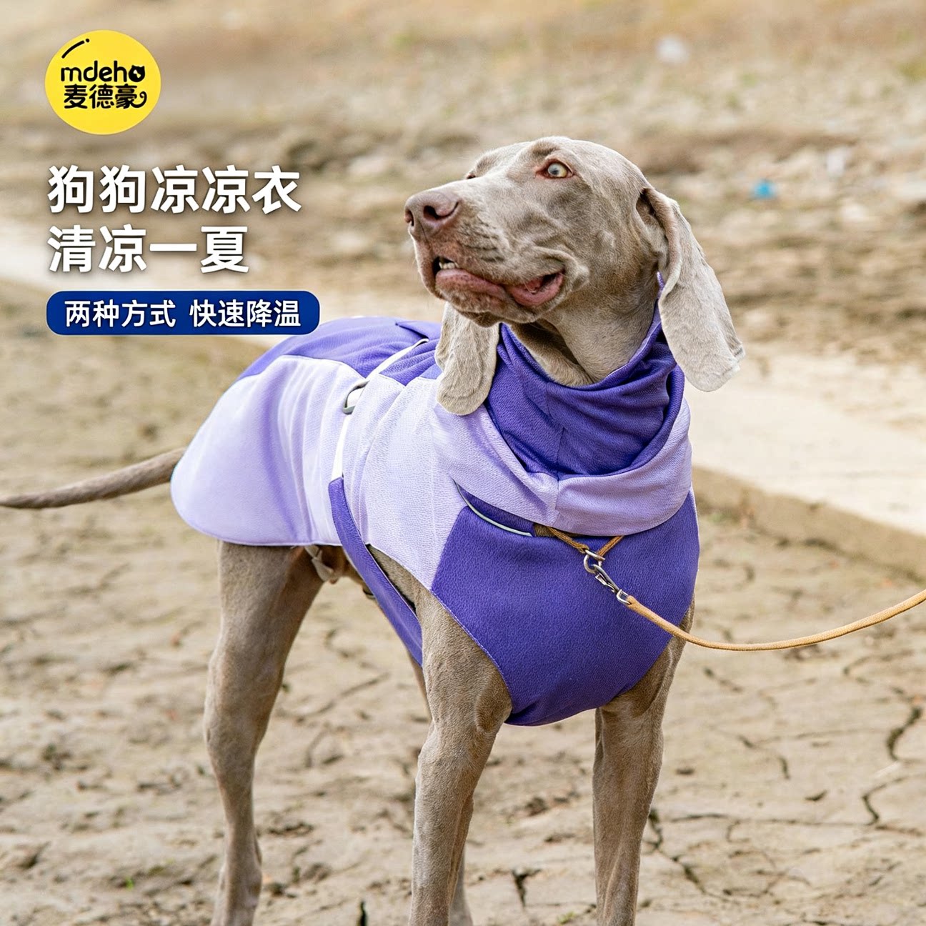 夏季狗狗凉感衣透气清凉中大型犬降温背心史宾格猎犬防晒衣春夏款
