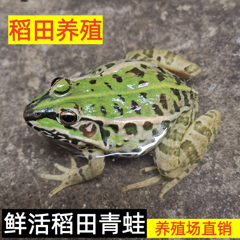 活物青蛙活体稻田青蛙养殖青蛙肉田鸡肉黑斑蛙养殖场直发