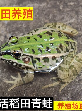 活体青蛙稻田青蛙活物田鸡肉