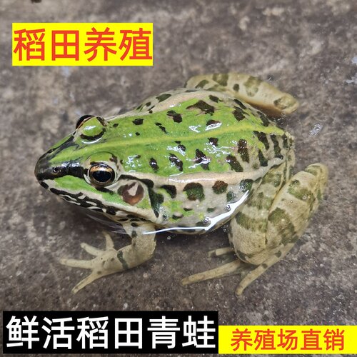 活体青蛙稻田青蛙活物田鸡肉
