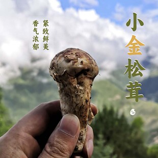 预【山纪】阿坝藏区 小金松茸 出口级 珍稀产区精品 500g
