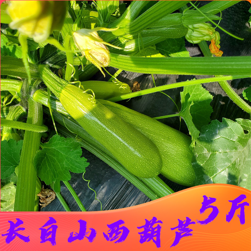 东北小茭瓜三叶瓜西葫芦5斤