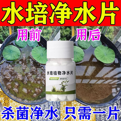 除臭杀菌富贵竹碗莲专用净化水质