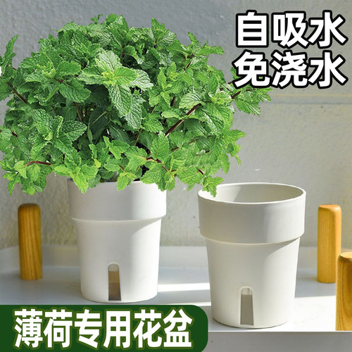 深邦自吸水花盆懒人免浇水桌面