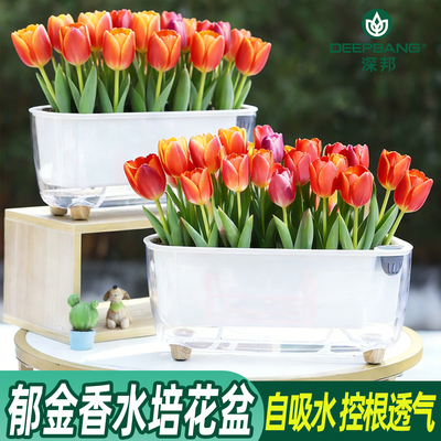 深邦郁金香水培器皿懒人自吸水