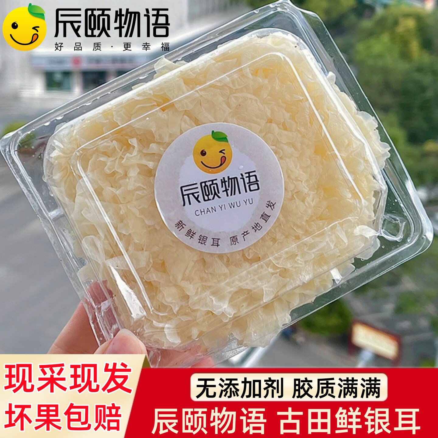 辰颐物语鲜银耳福建古田白木耳鲜活雪耳非干货无硫莲子羹新鲜金耳