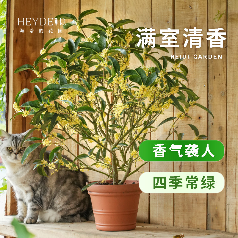 海蒂的花园桂花盆栽腊梅树苗四季桂浓香四季常绿阳台庭院花卉盆栽