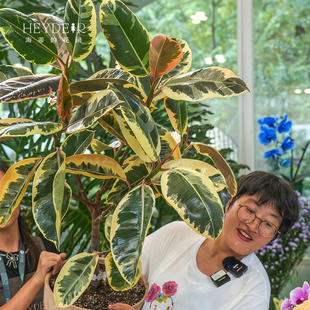 海蒂的花园室内植物龟背竹盆栽橡皮树铂金钻桌面绿植秋海棠花卉苗