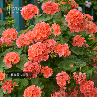 海蒂的花园天竺葵花卉盆栽大山宫夏日玫瑰夏天种花阳台室内好养活