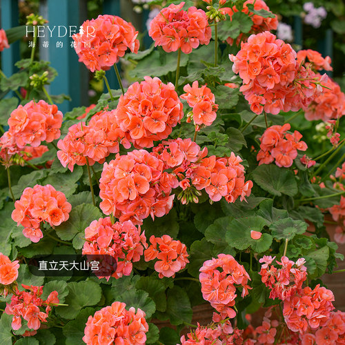 海蒂的花园天竺葵耐阴阳台可种花
