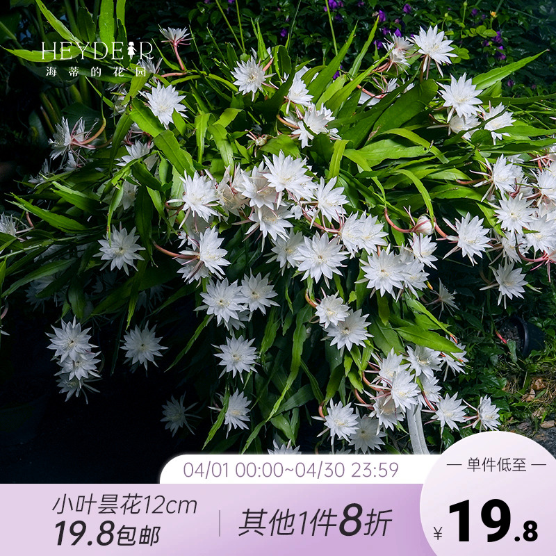 海蒂的花园昙花阳台花卉清雅