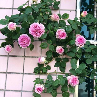 罗伊无刺藤本月季花苗盆栽地栽庭院花园爬藤玫瑰蔷薇南方北方花卉