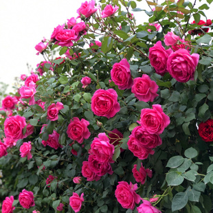 爬藤月季大游行浓香大花藤本月季玫瑰花苗花卉阳台庭院蔷薇苗花卉