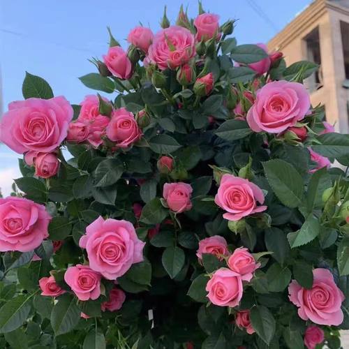 耐寒做拱门花墙围栏耐寒皮糙