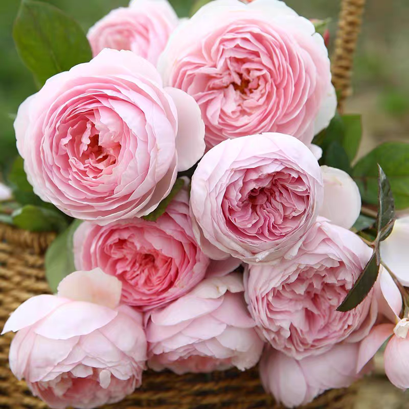 杰夫汉密尔顿月季花大花浓香庭院阳台浓香型四季开花爬藤月季粉色,鲜花速递/花卉仿真/绿植园艺,月季/蔷薇/玫瑰,淘宝优惠券,粉丝福利购,淘宝优惠卷