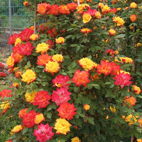 庭院盆栽蔷薇开花耐寒植物藤彩虹