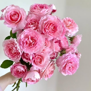 【藤本海神王】爬藤月季大花浓香多季节重复开花地栽盆栽拱门花墙