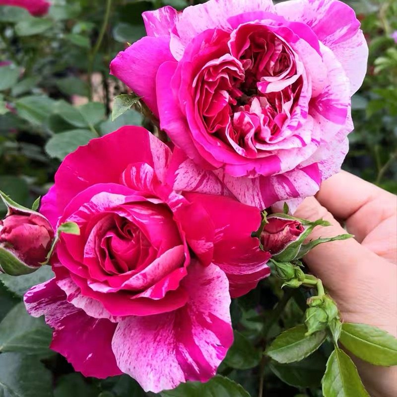 伊雷莎斯特月季大花浓香藤本耐寒庭院地栽盆栽花卉攀援楼顶,鲜花速递/花卉仿真/绿植园艺,月季/蔷薇/玫瑰,淘宝优惠券,粉丝福利购,淘宝优惠卷