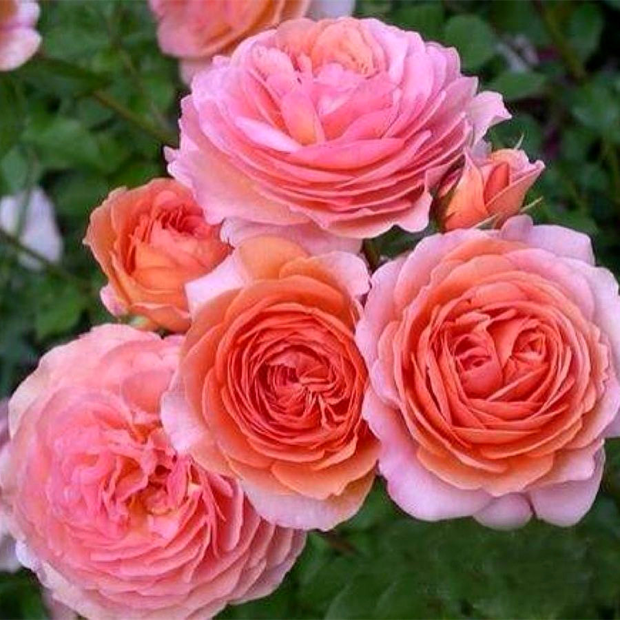 安德烈杜加德勤花大花浓香品种爬藤月季蔷薇花苗庭院阳台四季开花