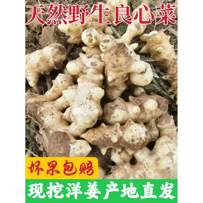 现挖现发新鲜白皮洋姜鬼子姜不辣姜新鲜不辣白皮洋姜农家自种